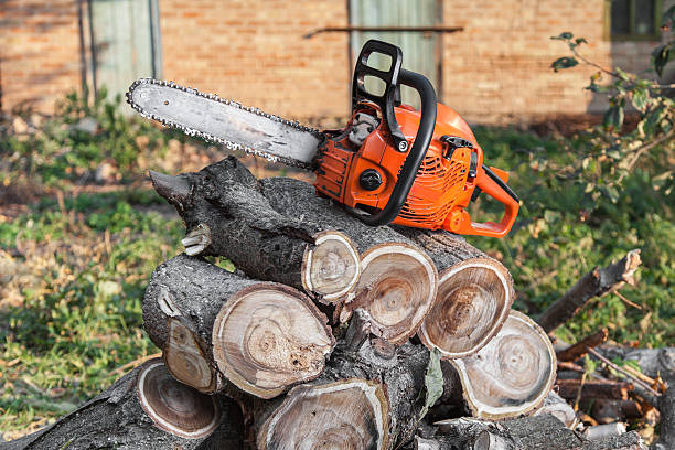 Best Tree Trimming Near Me  in Centerville, CA